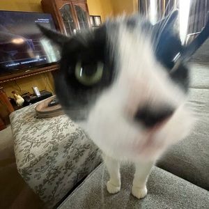 Meet your Posher, Paige